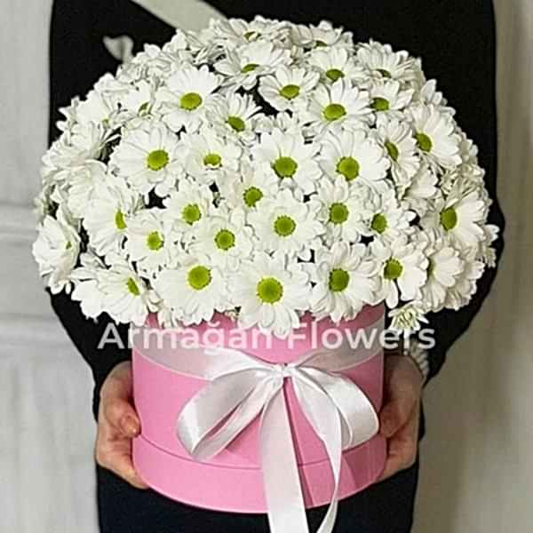  - Kutuda Krizantemler