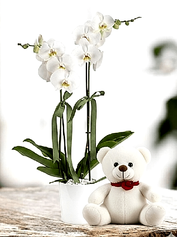 Alanya online çiçek - 2li Orkide ve Ayıcık