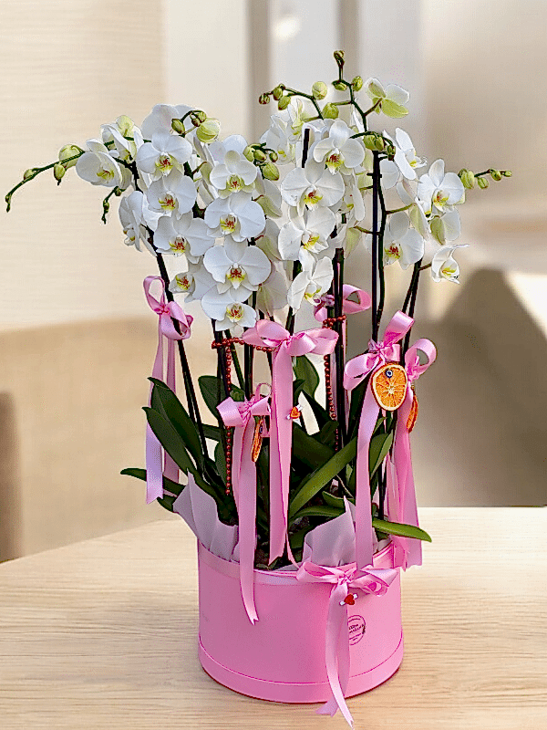  Alanya çiçek gönder - 8 Dal Vip Orkide Arajmanı