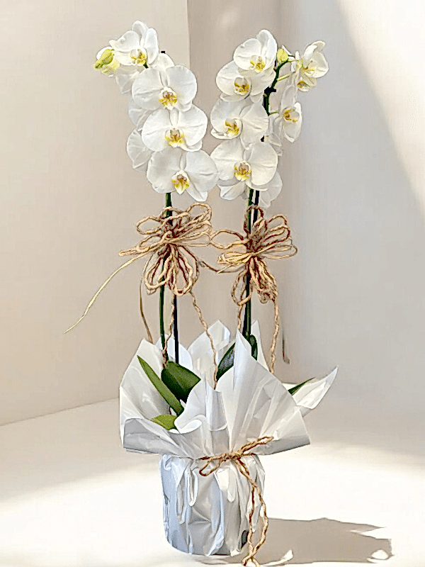  Alanya Blumen - Çift Dallı Hollanda Orkidesi