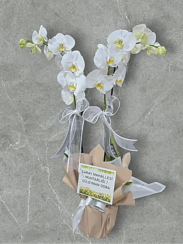 Alanya flowers - İkili Hollanda Orkidesi
