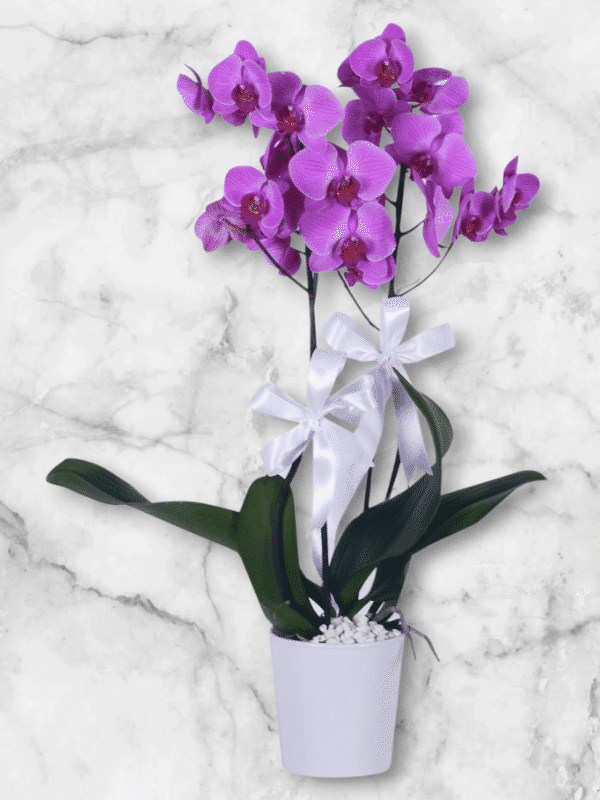  Alanya çiçek gönder - İkili Mor Orkide