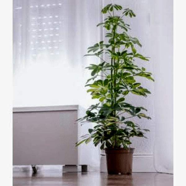  Alanya online çiçek - Açılış Düğün için Saksı Çiçeği