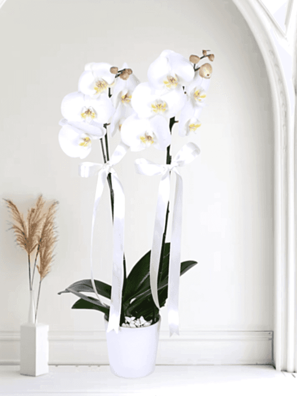 Alanya flowers - 2 Branches Orchids Black Package