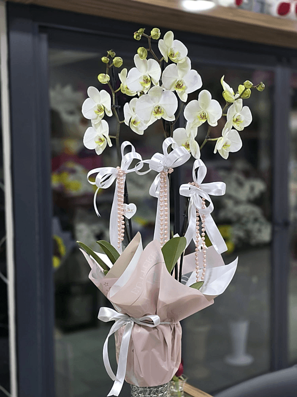 Alanya flowers - 3 Dallı Orkide