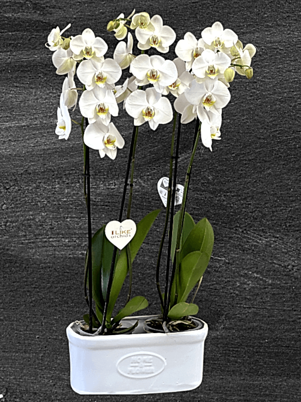  Armağan Çiçekçilik Alanya - 4 Dal Hollanda Orkidesi