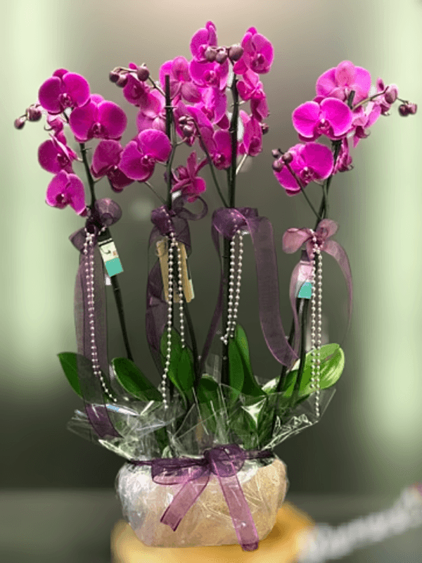  Armağan Çiçekçilik Alanya - 4 Dal Mor Hollanda Orkidesi