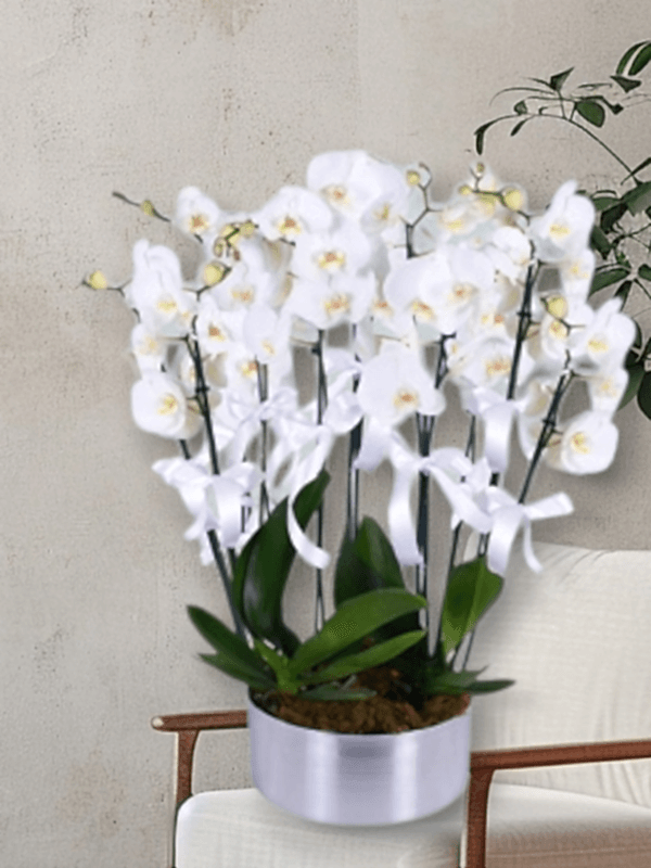  Alanya flower delivery - 8 Dal Beyaz Orkideler
