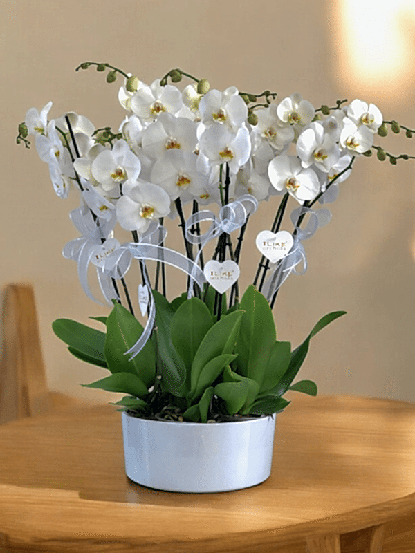  Alanya online çiçek - 8 Dal Orkide Arajmanı