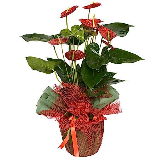  Armağan Çiçekçilik Alanya - Antoryum Çiçeği 