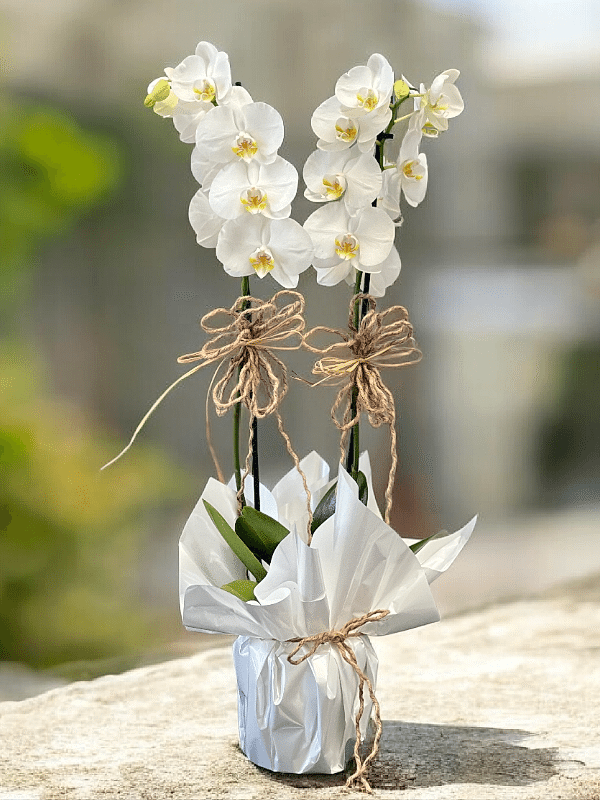 Alanya Florist - Çift Dallı Hollanda Orkidesi