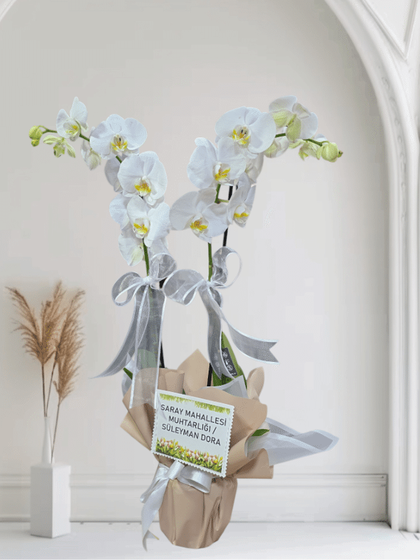  Alanya florist - İkili Hollanda Orkidesi