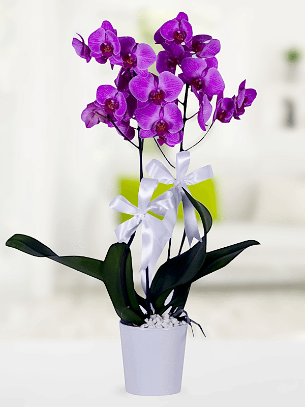  Alanya online çiçek - İkili Mor Orkide