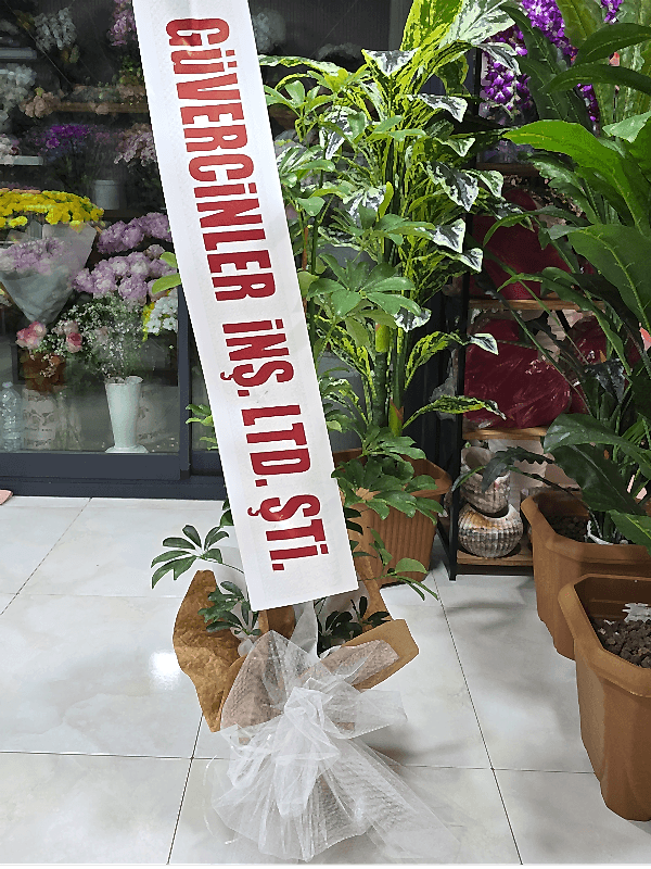  Alanya online çiçek - Açılış Düğün için Saksı Çiçeği