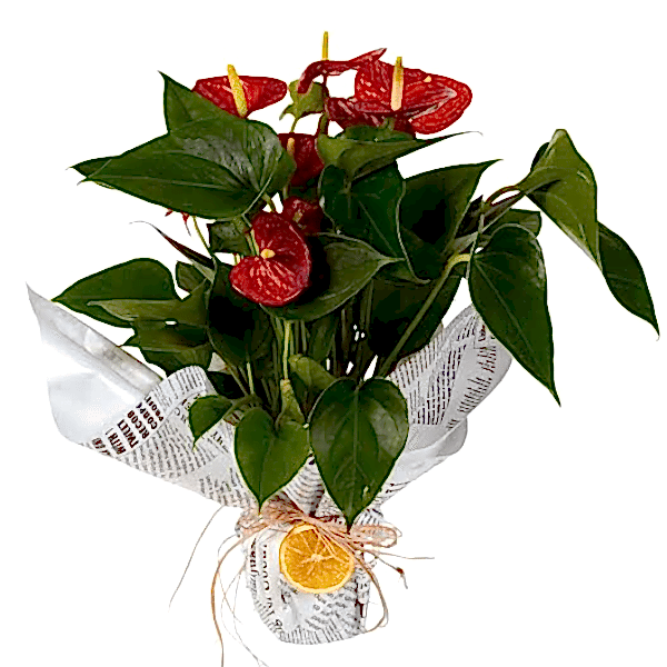  Alanya aynı gün çiçek - Antoryum Çiçeği 