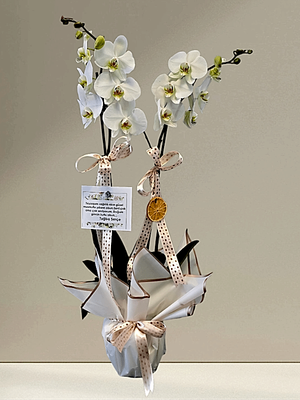  Alanya flower delivery - 2li Hollanda Orkidesi