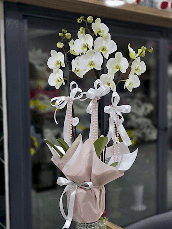  Send flowers Alanya - 3 Dallı Orkide