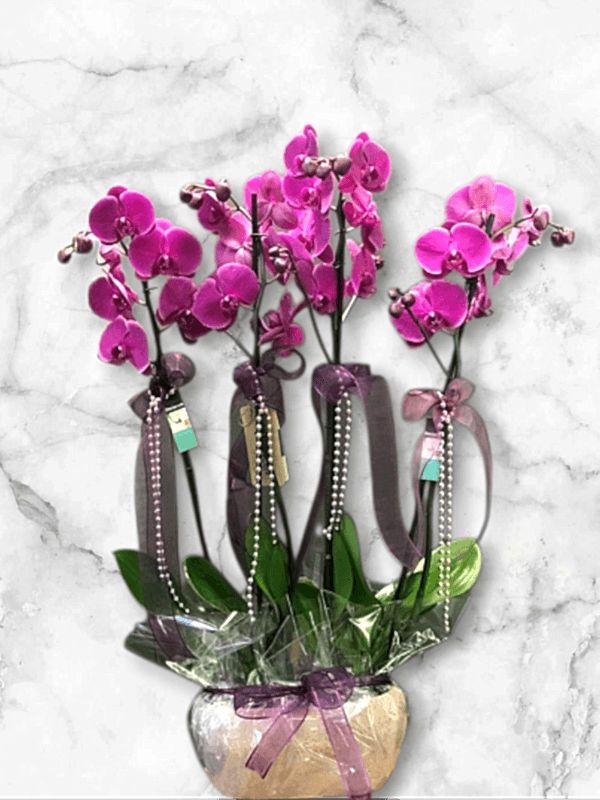  Alanya online çiçek - 4 Dal Mor Hollanda Orkidesi