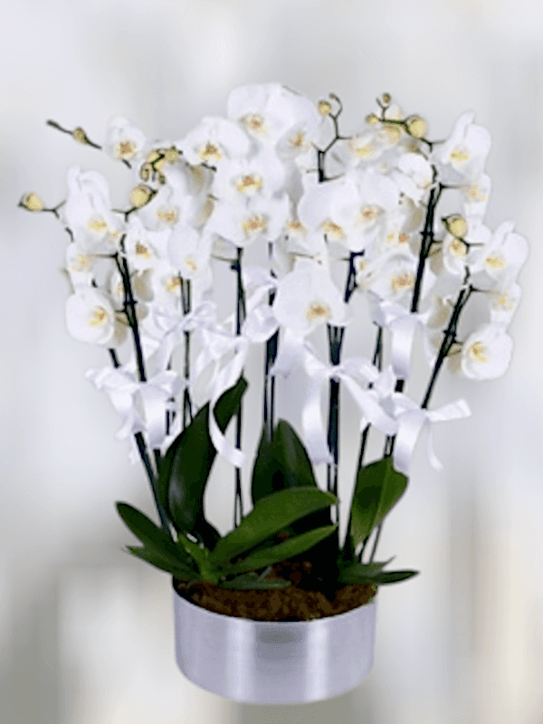  Alanya flower delivery - 8 Dal Beyaz Orkideler