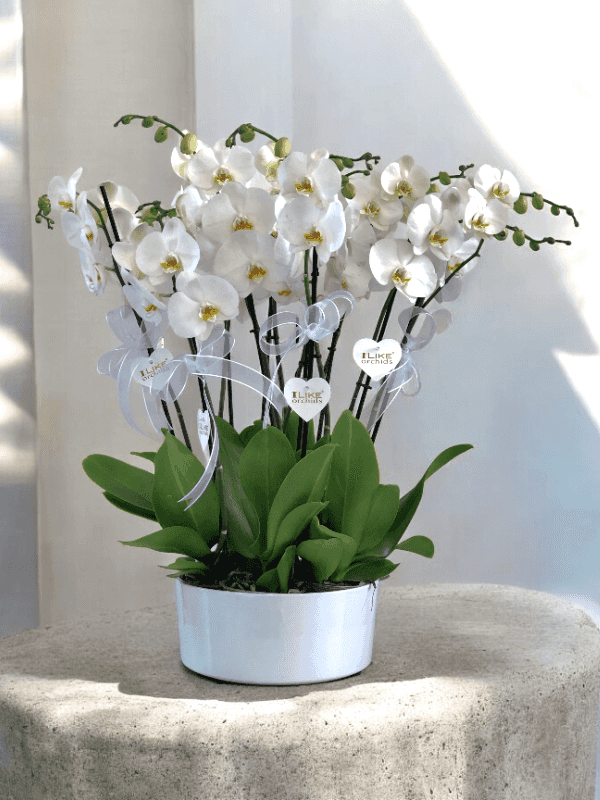  Alanya online çiçek - 8 Dal Orkide Arajmanı