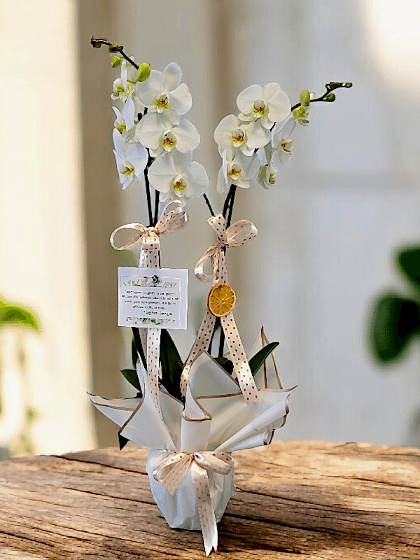  Alanya flower delivery - 2li Hollanda Orkidesi