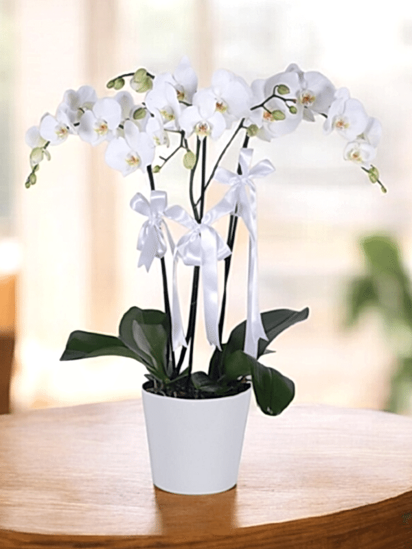  Send flowers Alanya - 4 Branches White Orchid