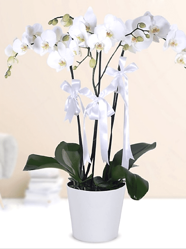  Send flowers Alanya - 4 Branches White Orchid