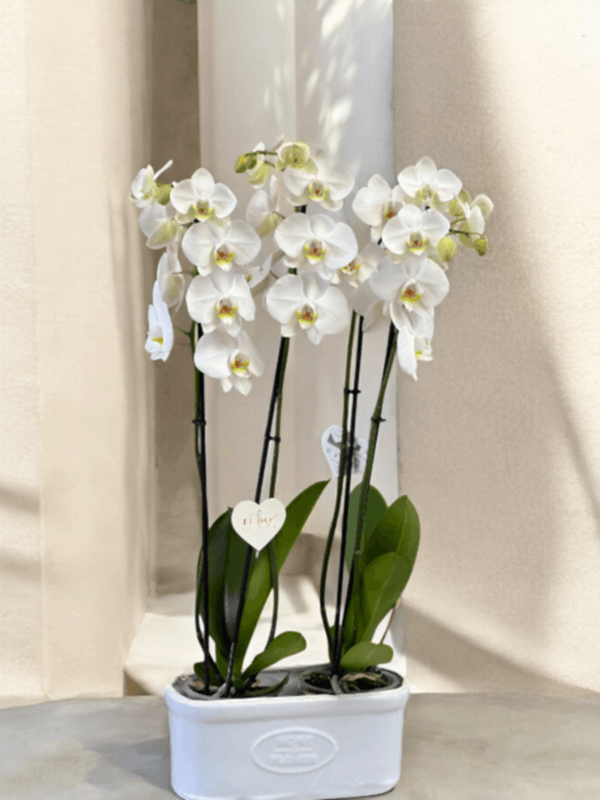  Armağan Çiçekçilik Alanya - 4 Dal Hollanda Orkidesi