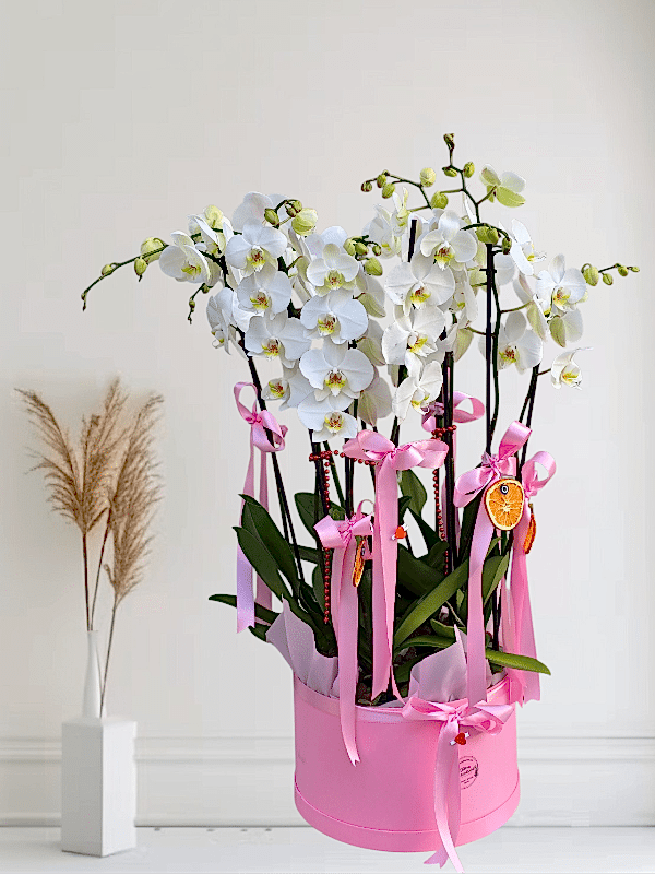  Alanya online çiçek - 8 Dal Vip Orkide Arajmanı