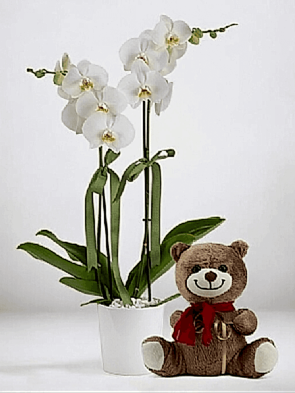  Alanya online çiçek - 2li Orkide ve Ayıcık