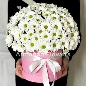  Alanya aynı gün çiçek - Kutuda Krizantemler