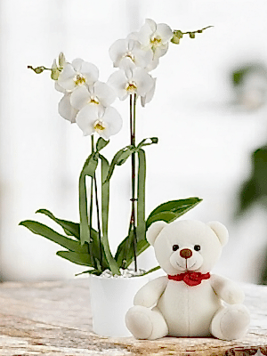  Alanya online çiçek - 2li Orkide ve Ayıcık