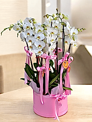  Alanya çiçek gönder - 8 Dal Vip Orkide Arajmanı
