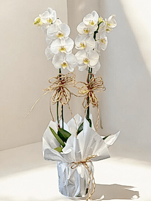  Alanya online çiçek - Çift Dallı Hollanda Orkidesi