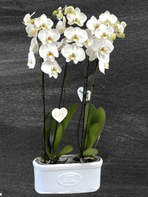  Armağan Çiçekçilik Alanya - 4 Dal Hollanda Orkidesi
