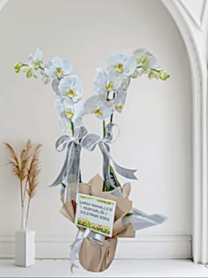  Alanya aynı gün çiçek - İkili Hollanda Orkidesi