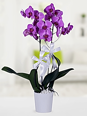  Alanya online çiçek - İkili Mor Orkide