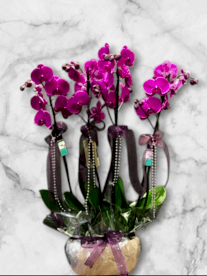  Alanya online çiçek - 4 Dal Mor Hollanda Orkidesi