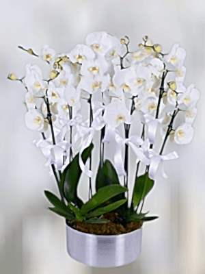  Alanya çiçek gönder - 8 Dal Beyaz Orkideler