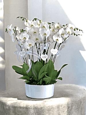  Alanya online çiçek - 8 Dal Orkide Arajmanı