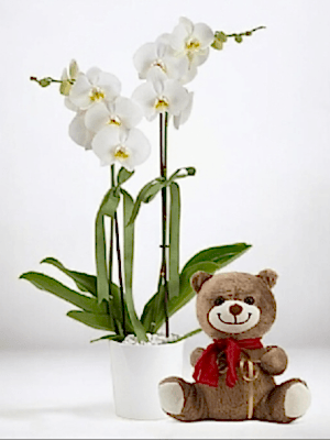  Alanya online çiçek - 2li Orkide ve Ayıcık
